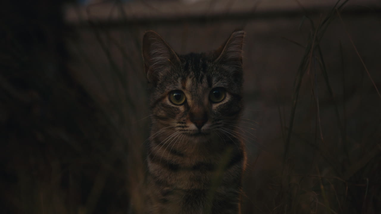 A curious young tabby stray cat gazes directly into the camera, eyes wide and alert, surrounded by dry grass in a moody twilight scene