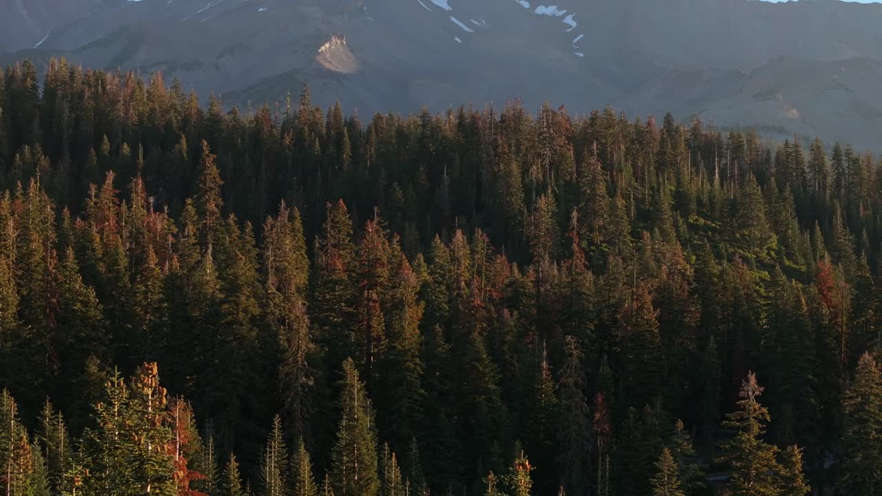 Lush green forest in Mt. Shasta, California, evoking serenity and peace