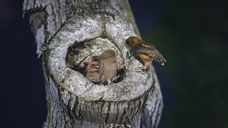 sunda scops owl chicks in their nest