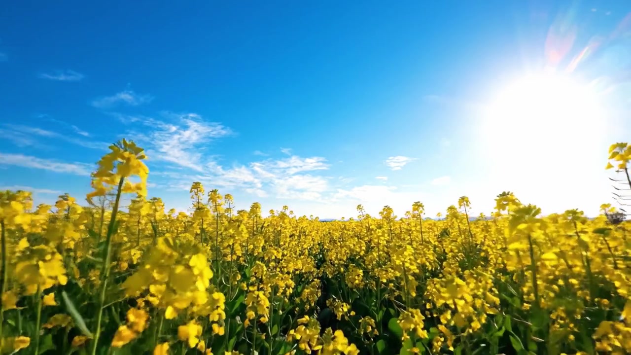 Vibrante Campo di Fiori Gialli Sotto un Cielo Azzurro Limpido, con la Luce Solare Intensa che Illumina il Paesaggio e Crea un'Atmosfera Allegra.