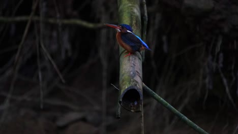 Blauohr-Eisvogel,-Alcedo-Meninting,-Kaeng-Krachan,-Thailand