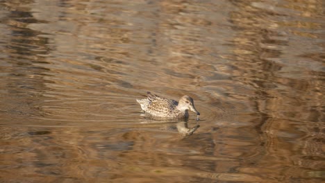 lone female eurasian teal is looking for algae in a freshwater pond