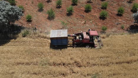 Drohnenansicht-Eines-Mähdreschers,-Der-Reifen-Weizen-Erntet,-Der-Auf-Landwirtschaftlichen-Flächen-Gepflanzt-Wird