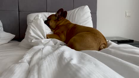 Schöner-Süßer-Brauner-Hund-Liegt-Mit-Seinem-Kopf-Im-Weißen-Kissen-Einer-Erwachsenen-Person-Auf-Einem-Luxuriösen-Boxspringbett-In-Einem-Hotelzimmer