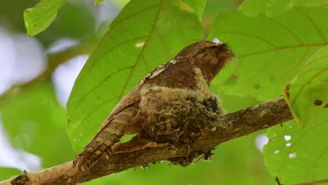 sitting on the nest with nestlings peeking out and opening their mouths wide, horsfield's frogmouth, batrachostomus javensis, kaeng krachan national park, unesco world heritage, thailand