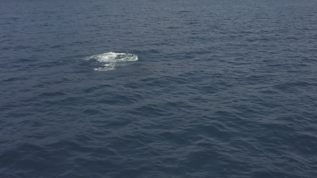 la ballena jorobada juvenil se escapa y luego sale disparada al agua azul profunda del océano.