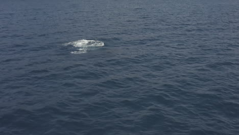 juvenile humpback whale breaches, then spouts in deep blue ocean water