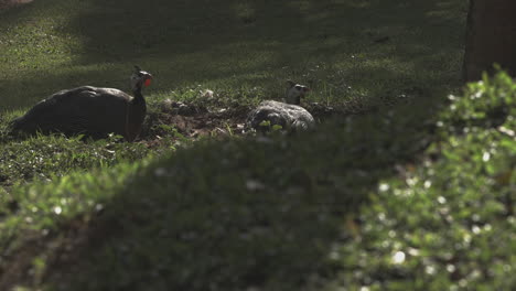 Angola-chicken-bird-shakes-and-run-away