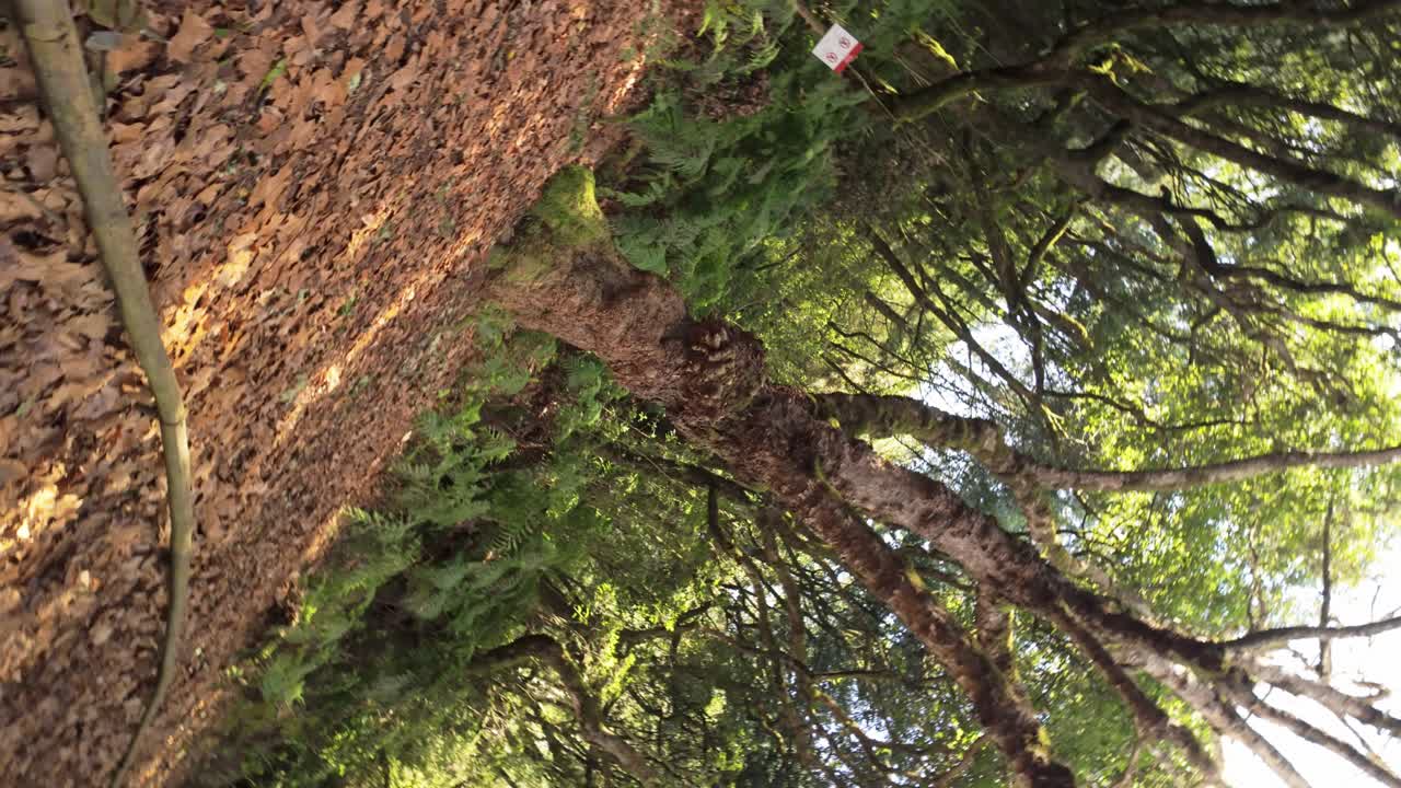 Spin shot of majestic trees in Laurel forest in Madeira Island - Slow motion