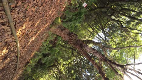 spin shot of majestic trees in laurel forest in madeira island - slow motion