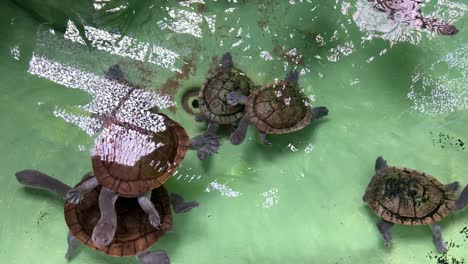 tortugas en el zoológico de lisboa, portugal