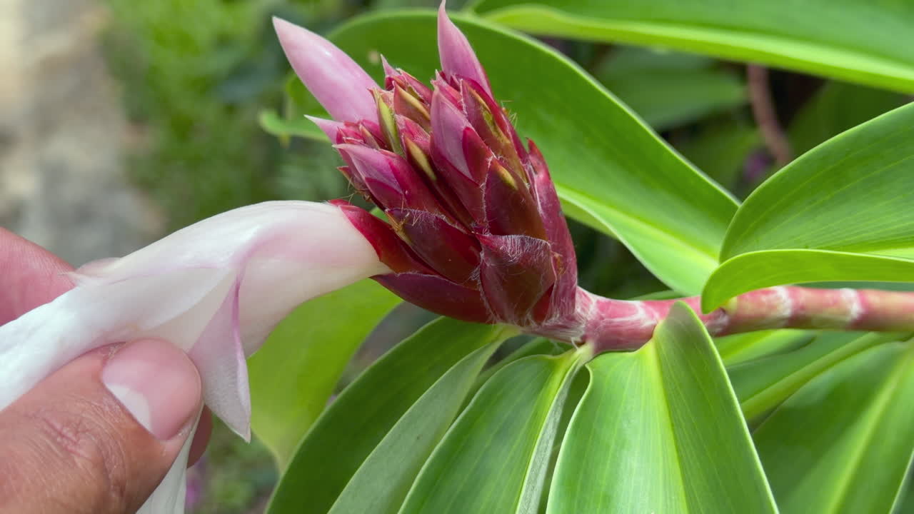 Kreppinkäpä, valkoinen costus, spiraali-inkiväärinkukka, muurahaisia kukan sisällä eksoottisessa puutarhassa, Mahe, Seychellit 25fps 002.