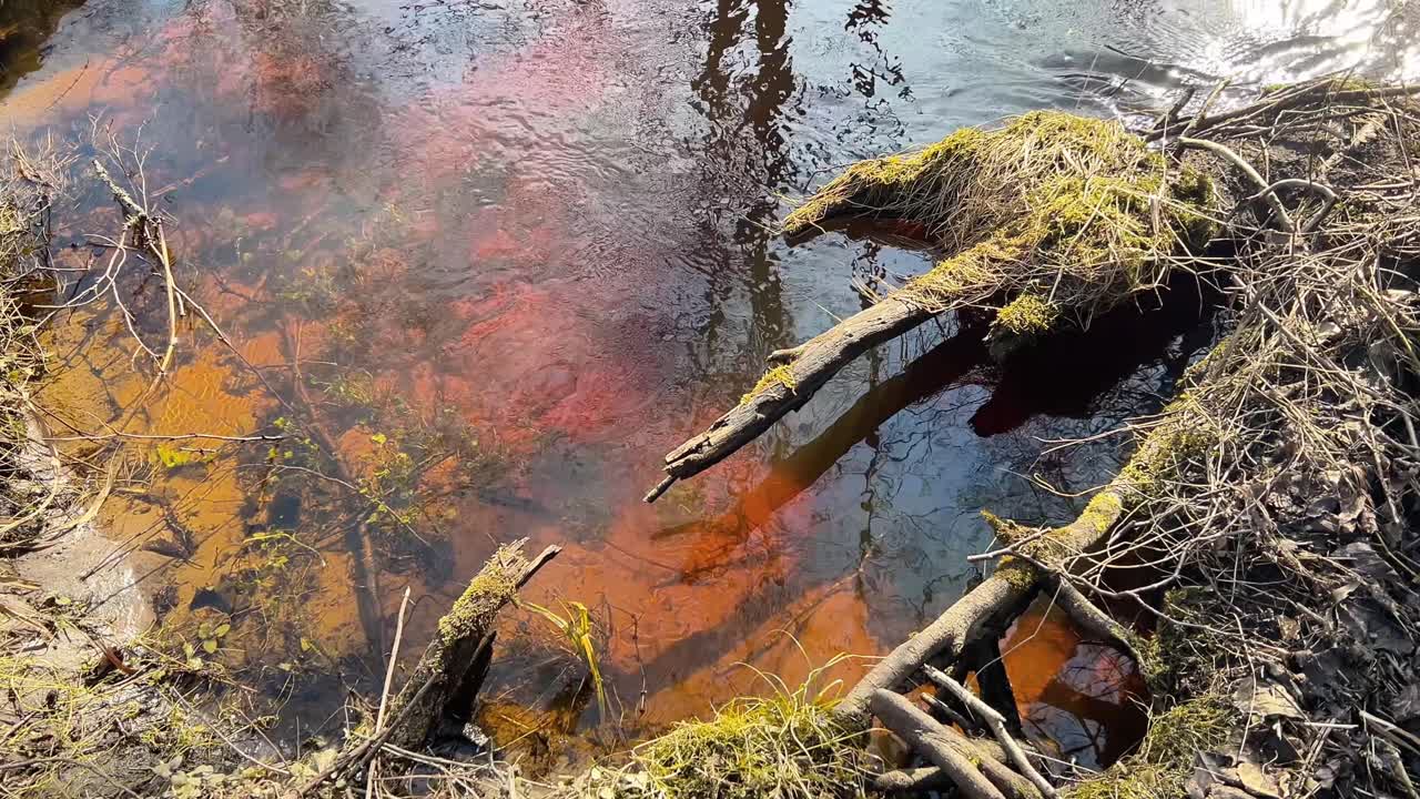 Záběr shora na mělký břeh řeky s dřevem porostlým mechem a čistou vodou. Vhodné pro environmentální biologii, kampaně na ochranu vody a propagaci přírodních parků.