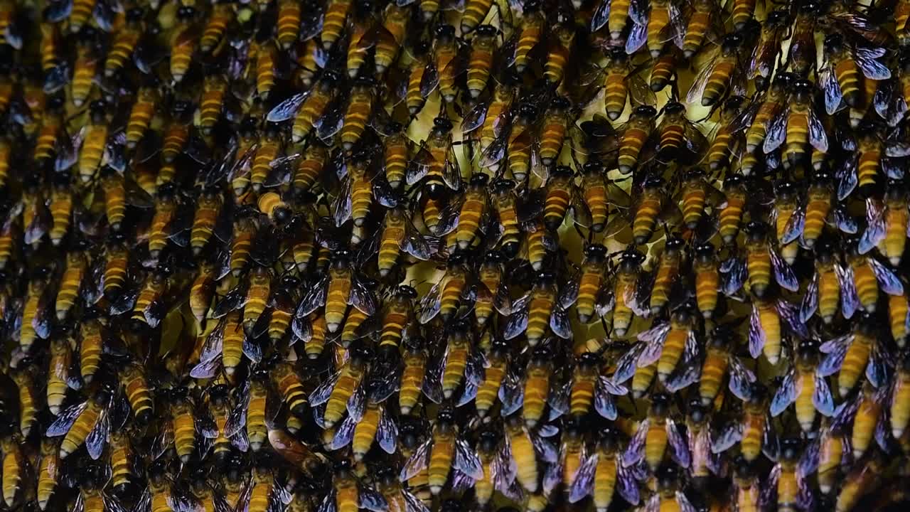 se sabe que las abejas melíferas gigantes construyen grandes colonias de nidos con bolsillos simétricos hechos de cera para almacenar miel como fuente de alimento.