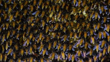 Giant-Honey-Bees-are-known-to-build-large-colonies-of-nest-with-symmetrical-pockets-made-of-wax-for-them-to-store-honey-as-their-food-source