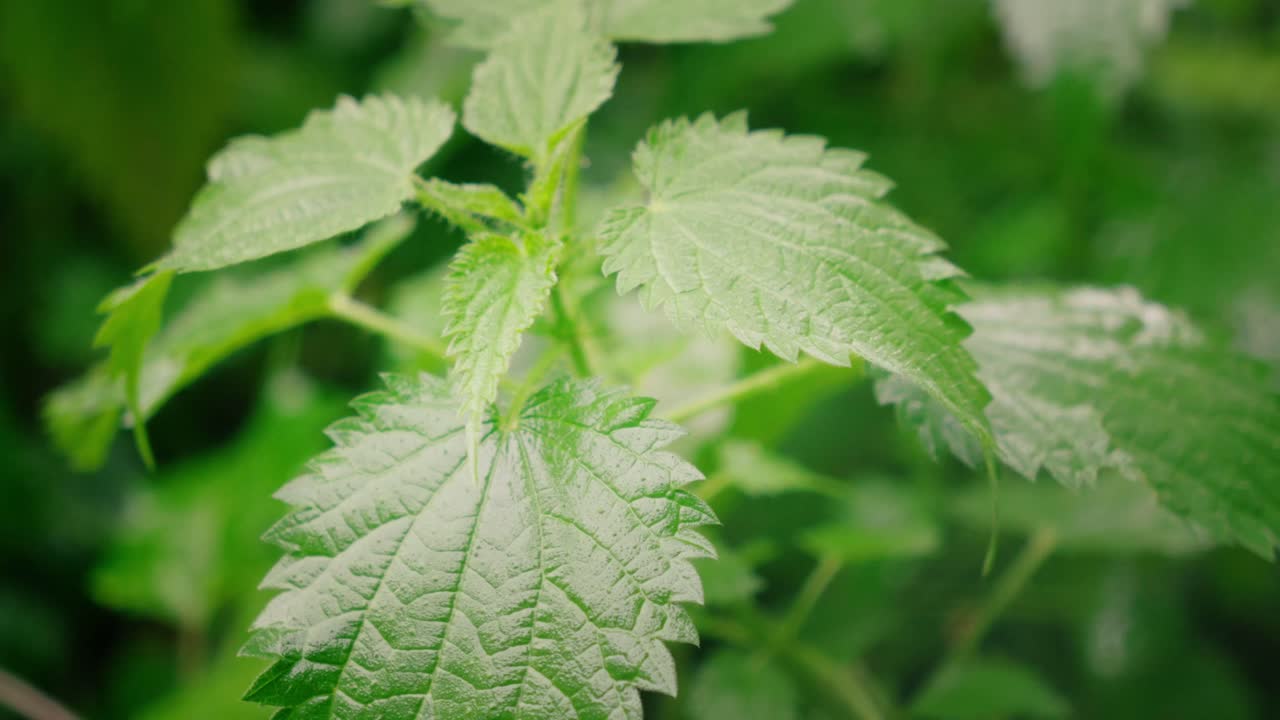 slowly rotating shot of stinging nettle leaves hit by the the rain with blurred background in the wind