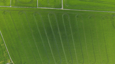 Aerial-overhead-view-of-rice-fields-in-the-Albufera-of-Valencia,-Spain