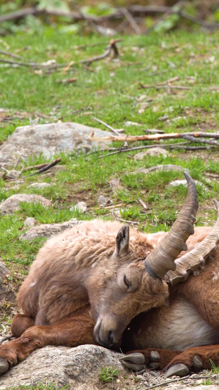 Uno stambecco alpino riposa su un pendio roccioso di montagna, curando il suo pelo alla luce naturale
