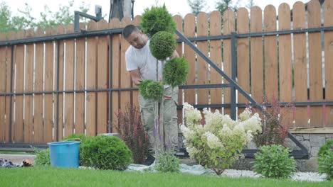 un jardinero poda arbustos decorativos con tijeras en un patio ajardinado, centrándose en la formación de plantas y la estética del jardín. valla de madera y césped verde en el fondo