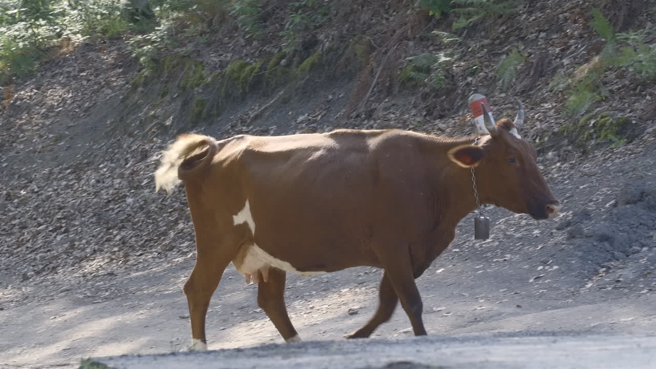 갈색 소가 길을 고 있다