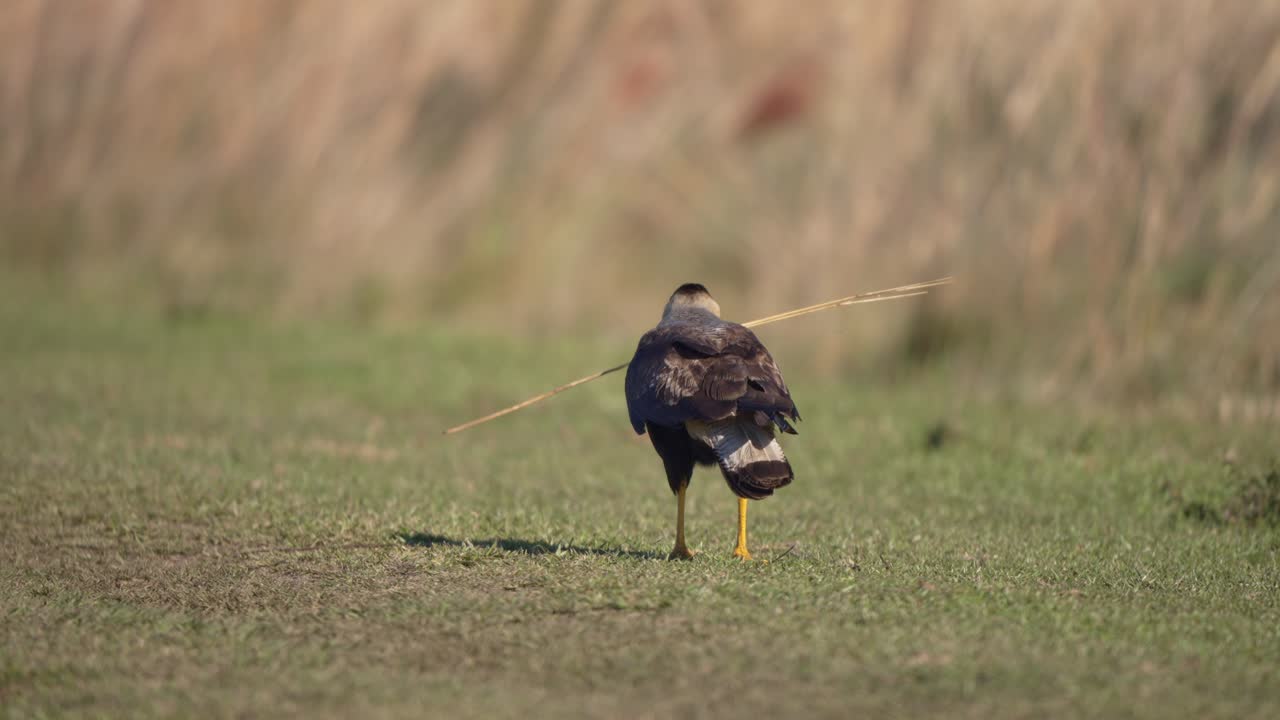Southern Caracara strolls slowly across grassy field, pausing to observe movement nearby, rear view