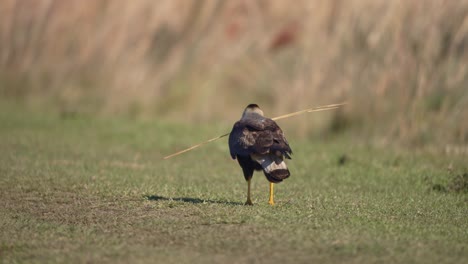 southern caracara strolls slowly across grassy field, pausing to observe movement nearby, rear view