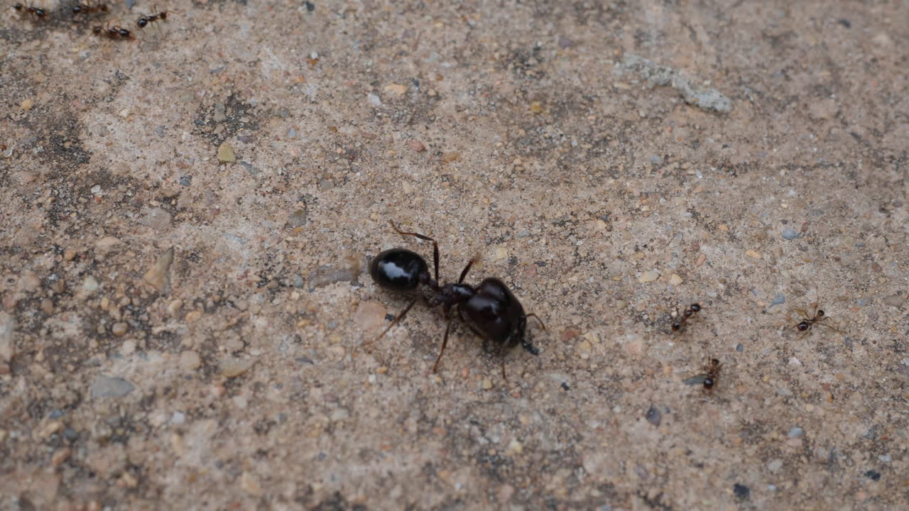 Black Ants on Concrete