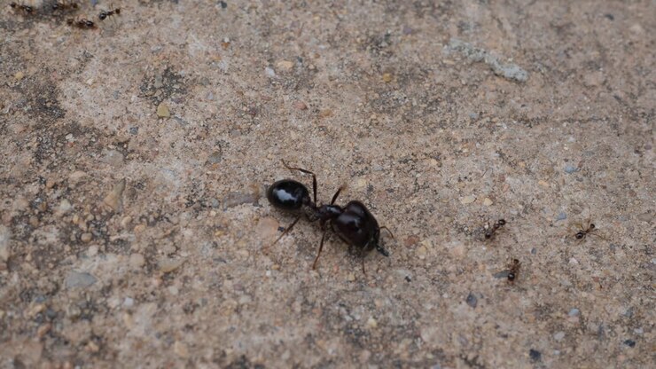 Black Ants on Concrete