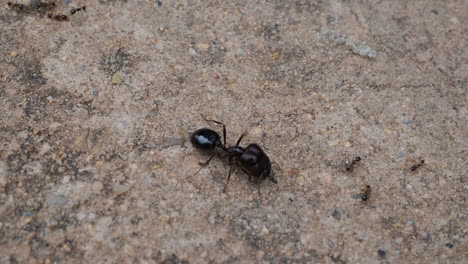 black ants on concrete
