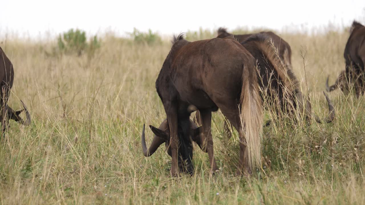 Herd of black wildebeest grazing grass in the grassland, South Africa