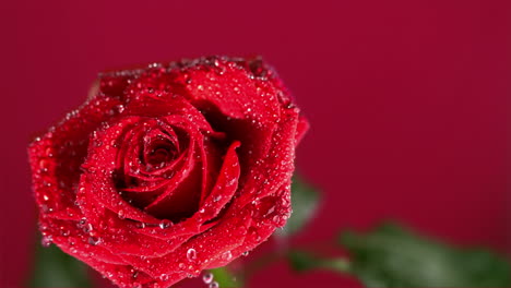 dew drops falling from red rose on red background