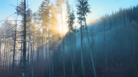 aerial view of brightly illuminated with sunlight beams foggy dark forest with pine trees at autumn sunrise. amazing wild woodland at misty dawn. environment and nature protection concept