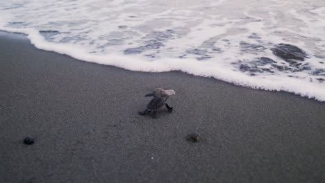 Handheld-shot-of-migratory-animal-on-the-caribbean-coast