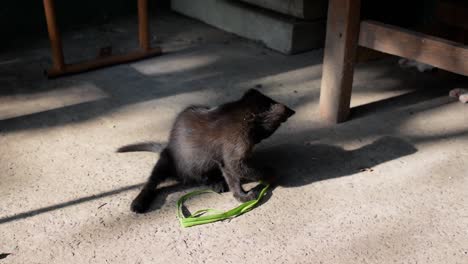 small black feral kitten plays alone with green grass strip