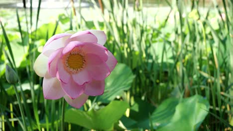 peace scene of pink lotus flower swaying in wind in lake park, close-up