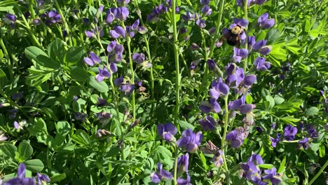 bumblebee on baptisia wild indigo