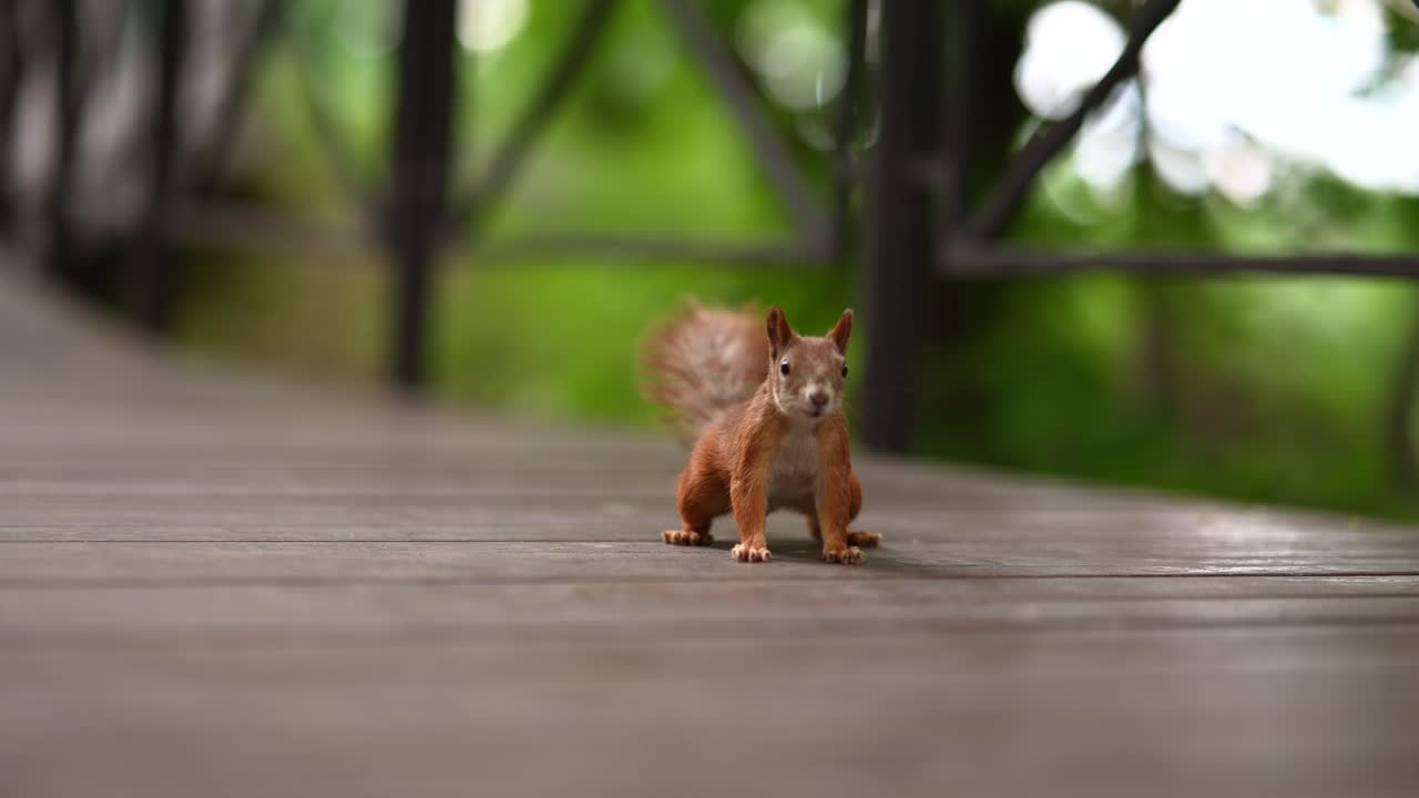 Scoiattolo su una terrazza in legno