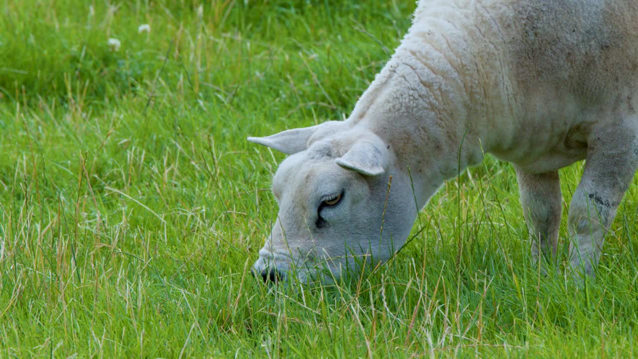 Single sheep calmly eating grass in daylight, static camera, natural outdoor environment, soft lighting