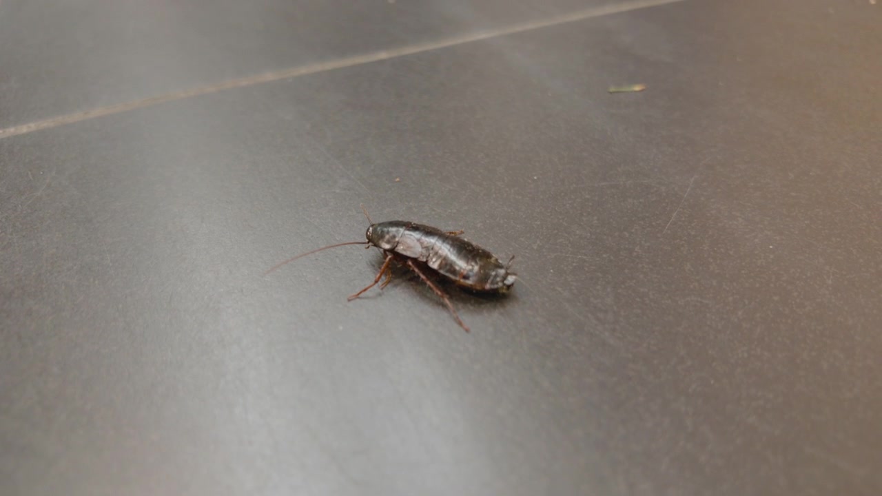 Close-up of a cockroach walking on a dark tiled floor, Cote d'Azur, France