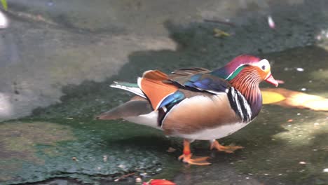 happy and excited mandarin duck drake, aix galericulata, with stunning multicolored iridescent plumage, wagging its tail, waddling into the water and swim away, close up shot at wildlife park