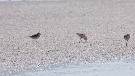 먹이를 먹기 위해 완벽한 장소를 찾기 위해 진 평야를 향해 달려가는 스 비클 샌드 파이퍼 (calidris pygmaea)