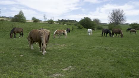 Beautiful-Group-Of-Horses-Graze-And-Eat-Grass-On-A-Green-Fiel-With-Cloudy-Calm-Background