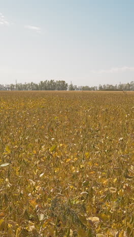 corn plants waved by strong wind grow on boundless field on sunny autumn day. cultivation of cultures for oil manufacture. agribusiness industry