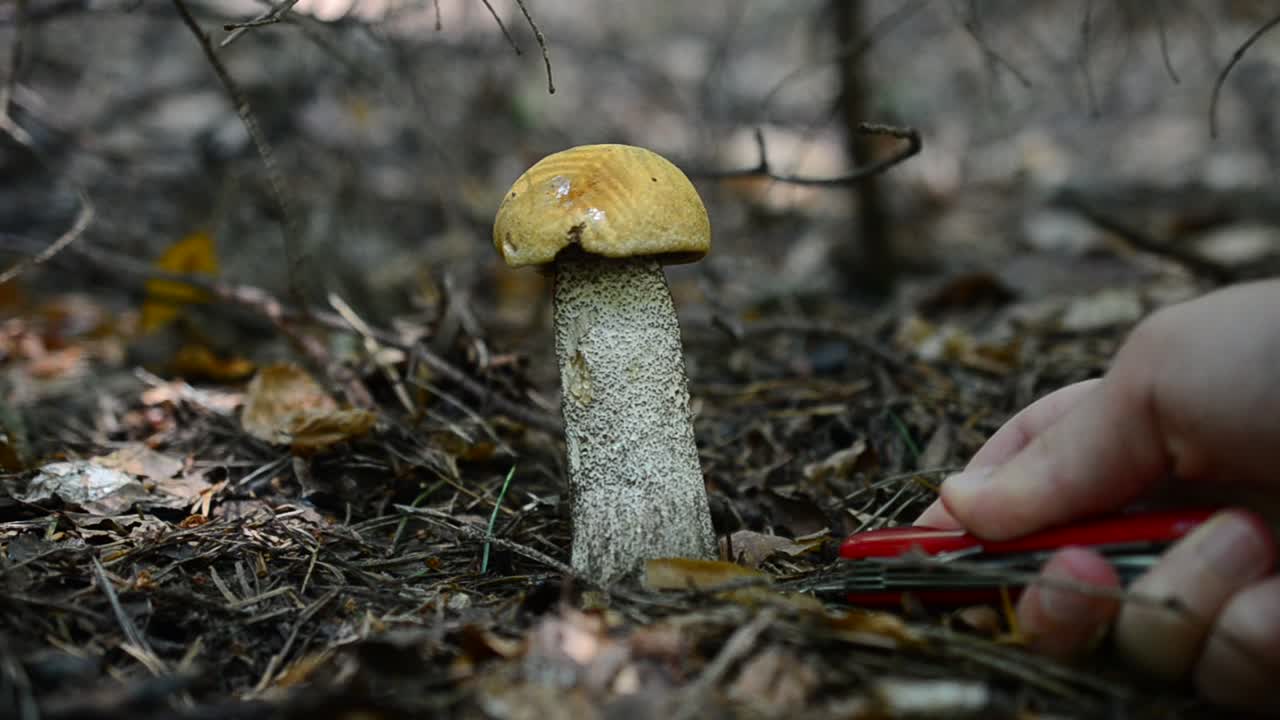 We cut off mushrooms in the wood. Mushroom Leccinum scabrum