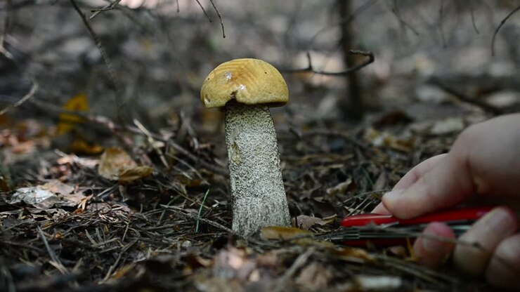 We cut off mushrooms in the wood. Mushroom Leccinum scabrum