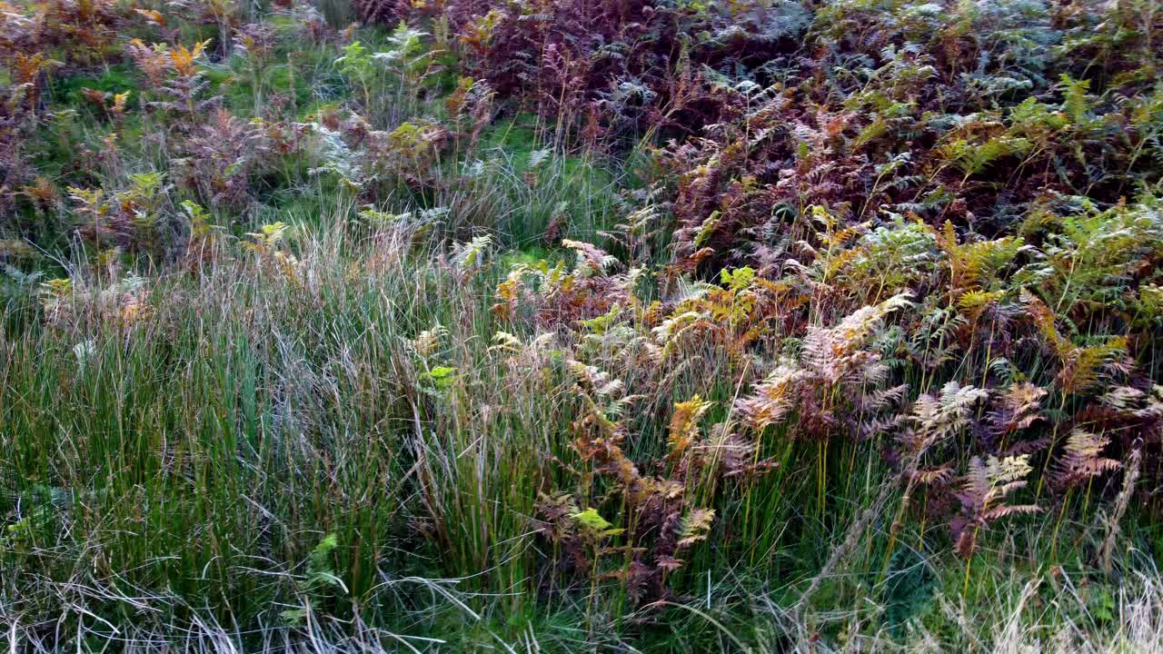 un dron de barrido disparó hacia la izquierda mientras giraba hacia la derecha, mostrando helechos nítidos y hierba exuberante, y luego revelando un arroyo pintoresco.