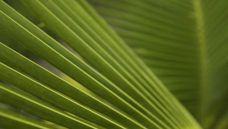 close up of young coconut palm tree leaf appearing beautiful in broad daylight