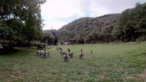 group of gray geese on a farm in the spanish pyrenees