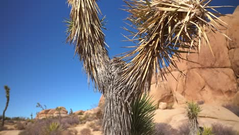 closeup dry yucca trees joshua tree national park california mojave colorado desert sunny vibrant blue sky rocky rugged boulders mountain landscape cactus sheephole valley fortynine palm pan up circle