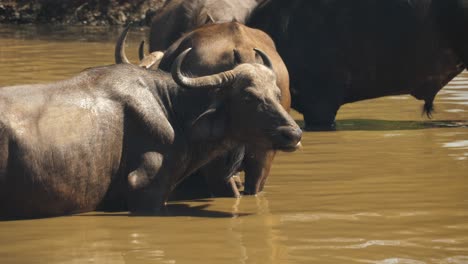 panning shot of a cape buffalo herd bathing in a muddy watering hole